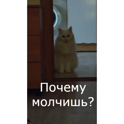 ❓ Стикер «Кот Красавчик» для Telegram