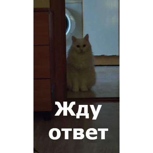💬 Стикер «Кот Красавчик» для Telegram