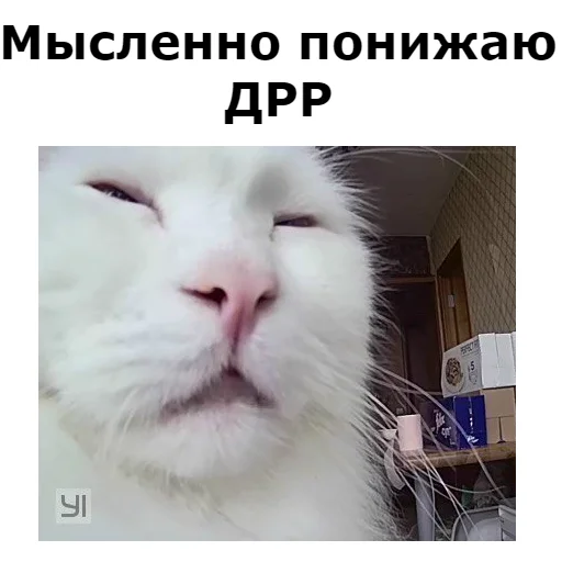 💲 Стикер «Кот Красавчик» для Telegram