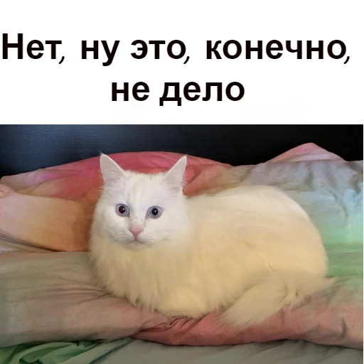 😳 Стикер «Кот Красавчик» для Telegram