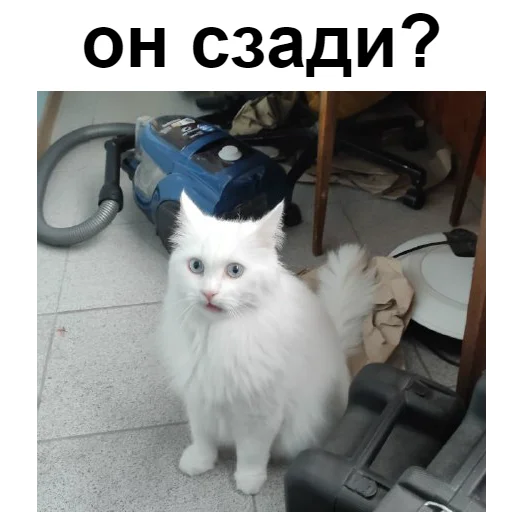 😱 Стикер «Кот Красавчик» для Telegram
