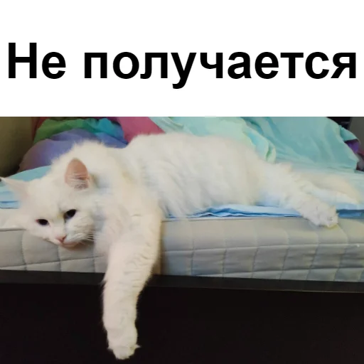 😿 Стикер «Кот Красавчик» для Telegram