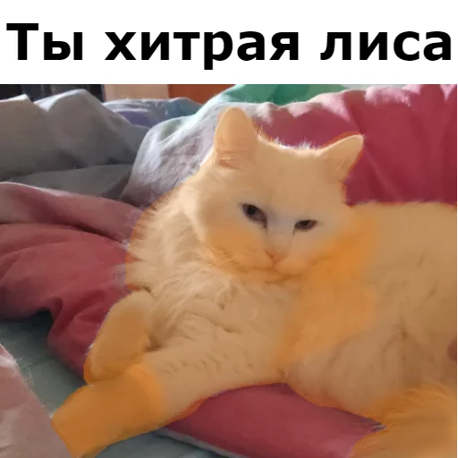 😜 Стикер «Кот Красавчик» для Telegram