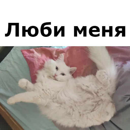 ❤ Стикер «Кот Красавчик» для Telegram