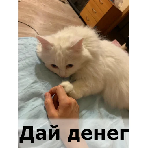 💲 Стикер «Кот Красавчик» для Telegram