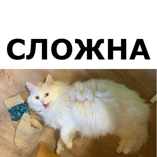 😩 Стикер «Кот Красавчик» для Telegram