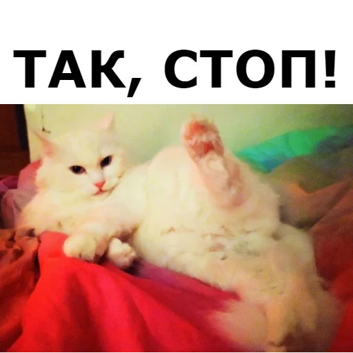 🙅 Стикер «Кот Красавчик» для Telegram