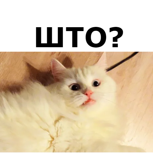 ⁉ Стикер «Кот Красавчик» для Telegram