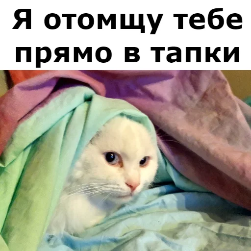 👊 Стикер «Кот Красавчик» для Telegram