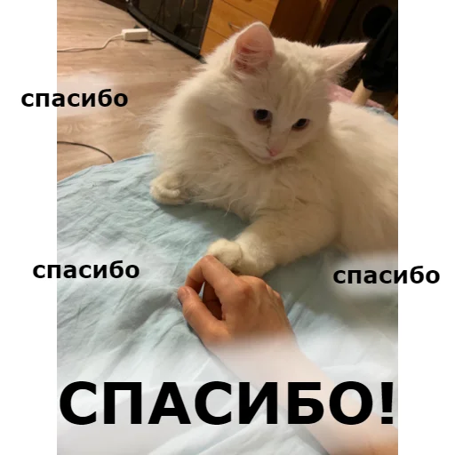 🙏 Стикер «Кот Красавчик» для Telegram