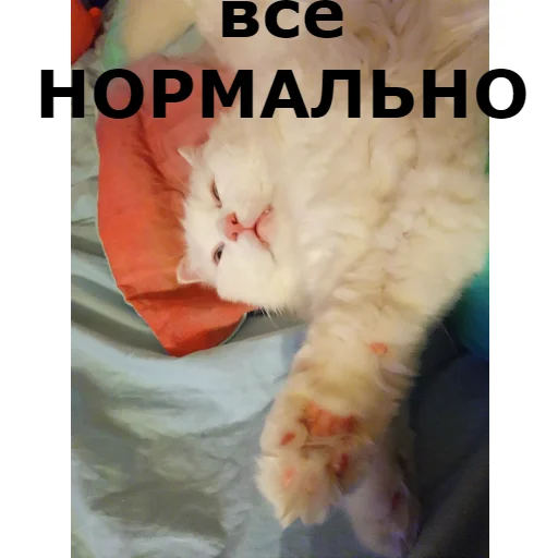 👌 Стикер «Кот Красавчик» для Telegram