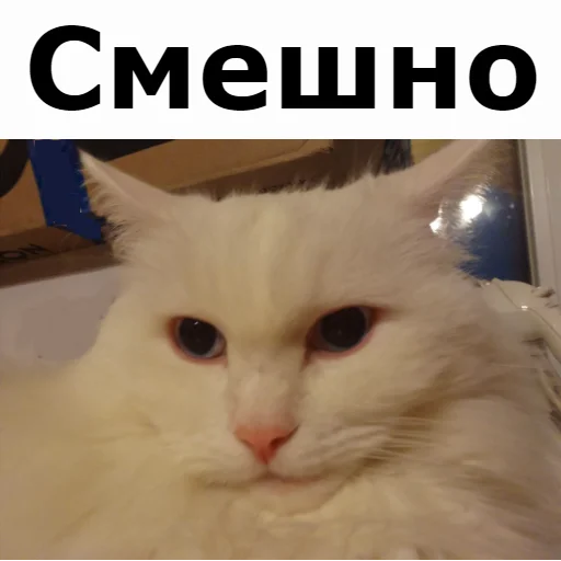 😈 Стикер «Кот Красавчик» для Telegram