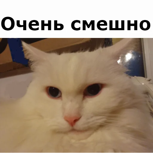 😂 Стикер «Кот Красавчик» для Telegram
