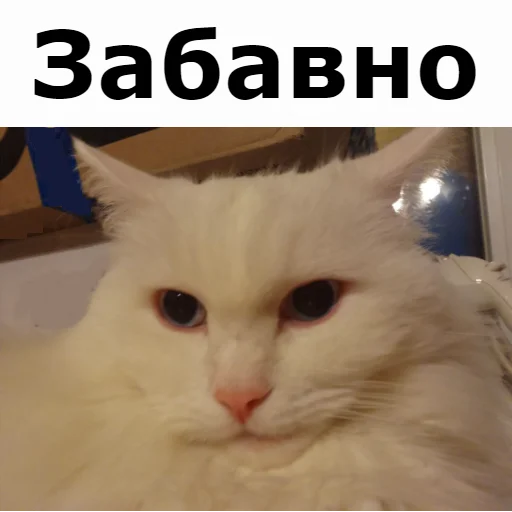 😝 Стикер «Кот Красавчик» для Telegram