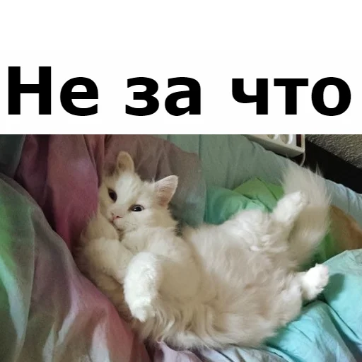 😊 Стикер «Кот Красавчик» для Telegram