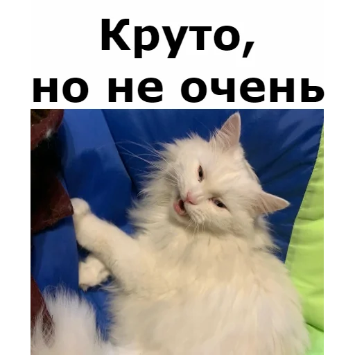 👍 Стикер «Кот Красавчик» для Telegram