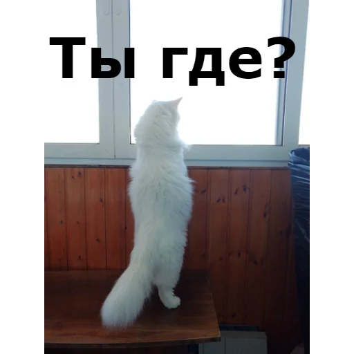 ❓ Стикер «Кот Красавчик» для Telegram