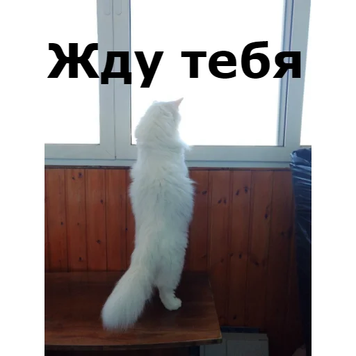 👋 Стикер «Кот Красавчик» для Telegram
