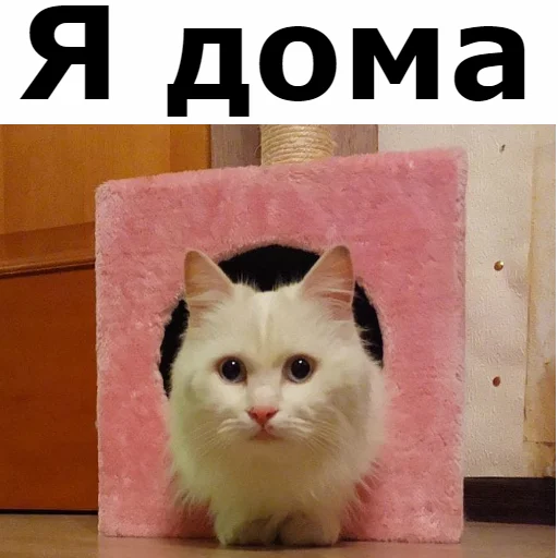 🏠 Стикер «Кот Красавчик» для Telegram