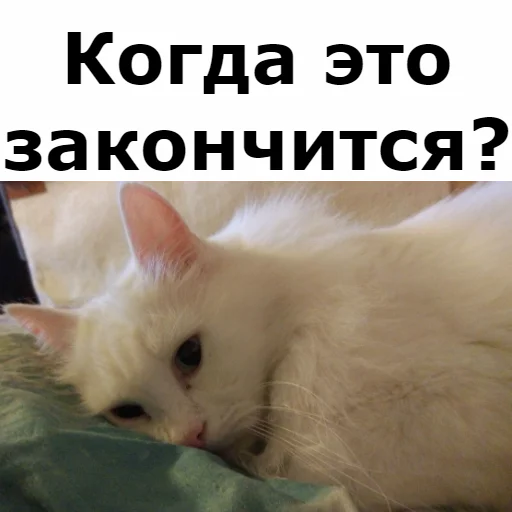 😔 Стикер «Кот Красавчик» для Telegram