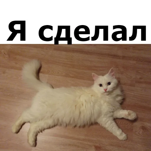 ✌ Стикер «Кот Красавчик» для Telegram
