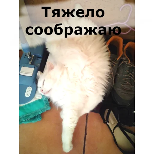 🍷 Стикер «Кот Красавчик» для Telegram