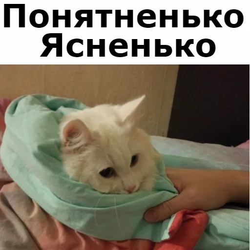 👌 Стикер «Кот Красавчик» для Telegram