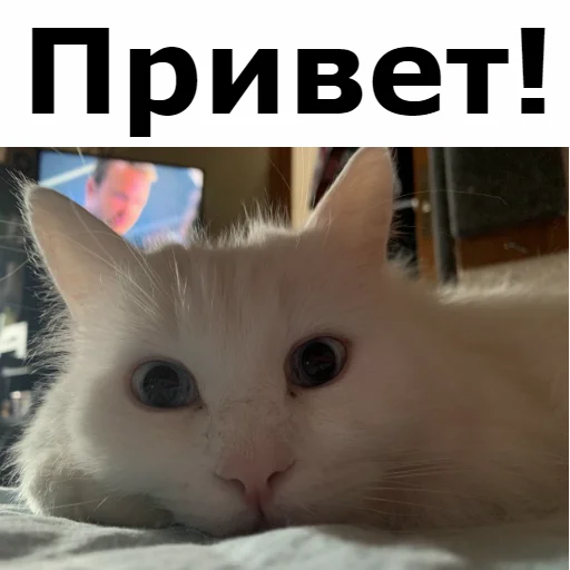 Стикерпак Кот Красавчик для Telegram