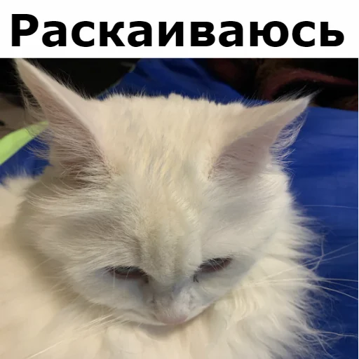 😢 Стикер «Кот Красавчик» для Telegram