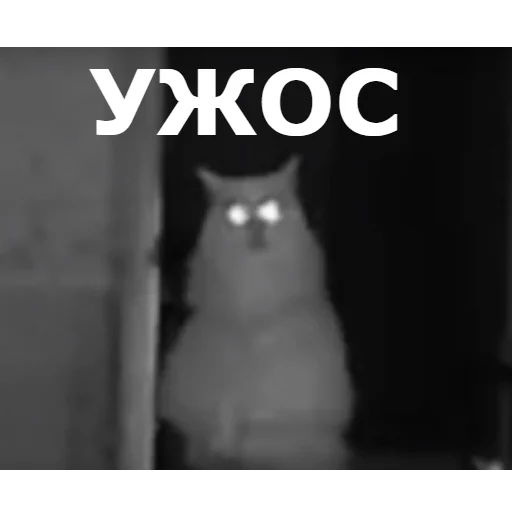 😱 Стикер «Кот Красавчик» для Telegram