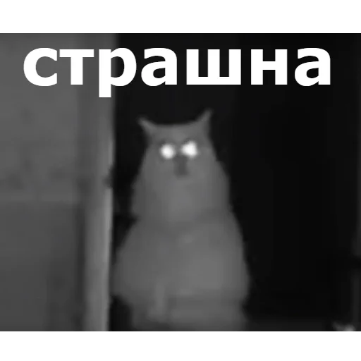 😨 Стикер «Кот Красавчик» для Telegram