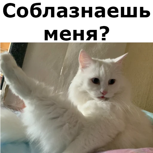 💋 Стикер «Кот Красавчик» для Telegram