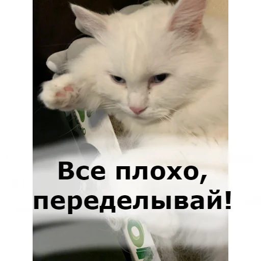 👎 Стикер «Кот Красавчик» для Telegram