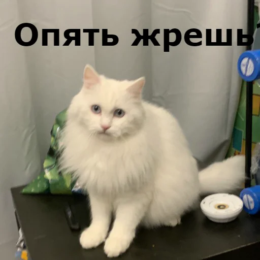 🍕 Стикер «Кот Красавчик» для Telegram