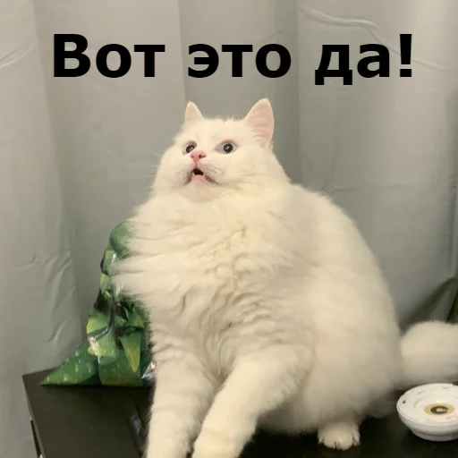 😮 Стикер «Кот Красавчик» для Telegram