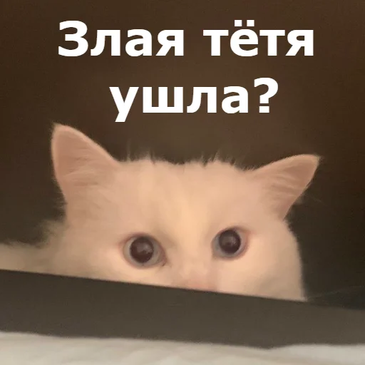 😩 Стикер «Кот Красавчик» для Telegram