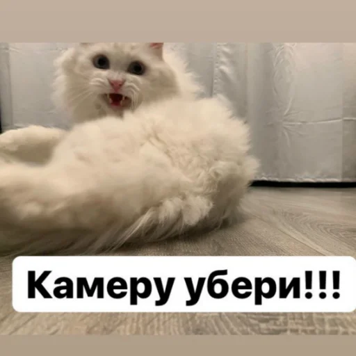 😡 Стикер «Кот Красавчик» для Telegram