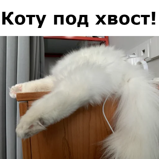👊 Стикер «Кот Красавчик» для Telegram