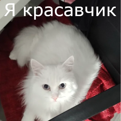 😘 Стикер «Кот Красавчик» для Telegram