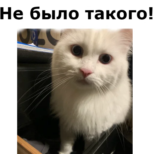 🙅 Стикер «Кот Красавчик» для Telegram