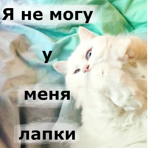 😃 Стикер «Кот Красавчик» для Telegram