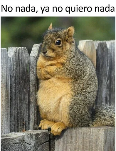 🐿 Стикер «Useful Memes» для Telegram
