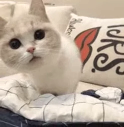 ❤️ Стикер «dies on Cats» для Telegram