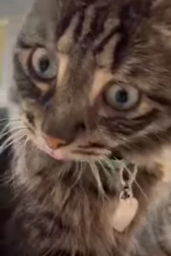 ❤️ Стикер «dies on Cats» для Telegram
