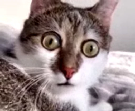 ❤️ Стикер «dies on Cats» для Telegram