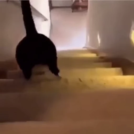 ❤️ Стикер «dies on Cats» для Telegram