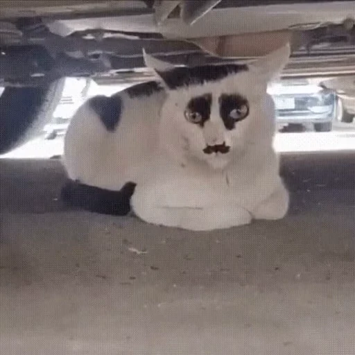 ❤️ Стикер «dies on Cats» для Telegram