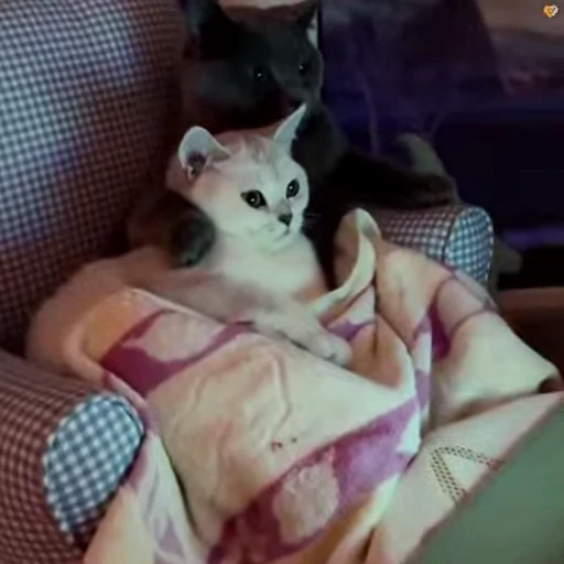 ❤️ Стикер «dies on Cats» для Telegram