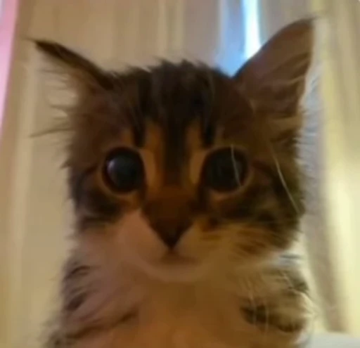 ❤️ Стикер «dies on Cats» для Telegram