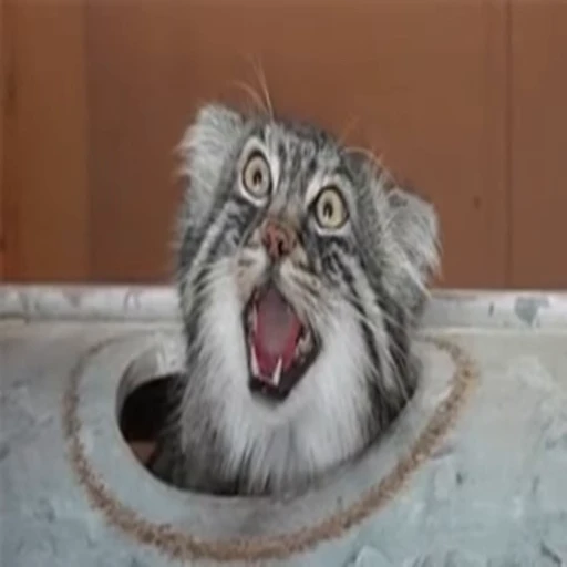 ❤️ Стикер «dies on Cats» для Telegram